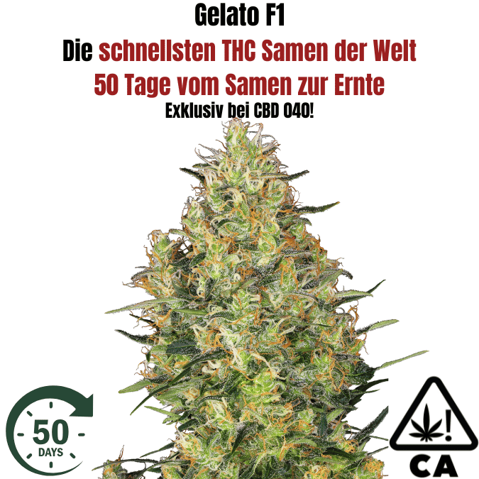 Gelato F1 Cali Weed THC Samen - CBD040
