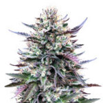 Gelato
