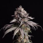 Gelato-K
