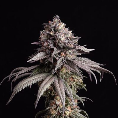 Gelato-K – Kannabia