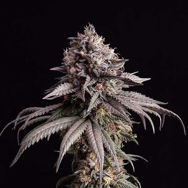 Gelato-K - Kannabia