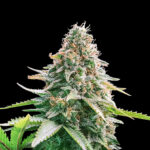 Gelato Samba Autoflower Seeds 24% THC