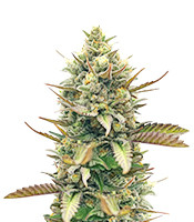 GG4 Sherbet Fast Flowering - Herbies