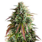Girl Scout Cookies Auto