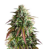 Girl Scout Cookies Auto – Herbies