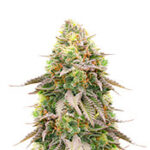 Girl Scout Cookies