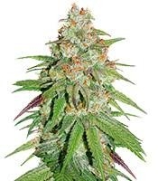 Glueberry O.G. - Herbies