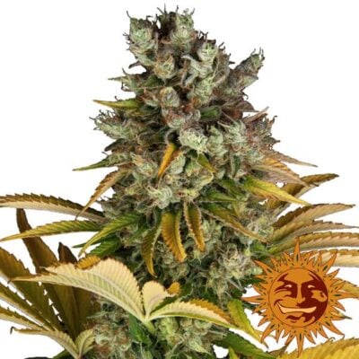 GMO - CBDNOL