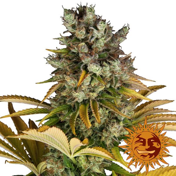 GMO - CBDNOL