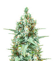 Godzilla Original Glue GG#4 Auto - Herbies