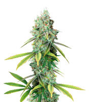 Golden Berry - Herbies