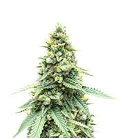 Gorilla Cookies Fast Flowering - Herbies