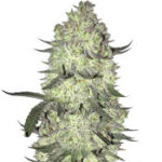 Gorilla Cookies