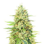Gorilla G4 Auto
