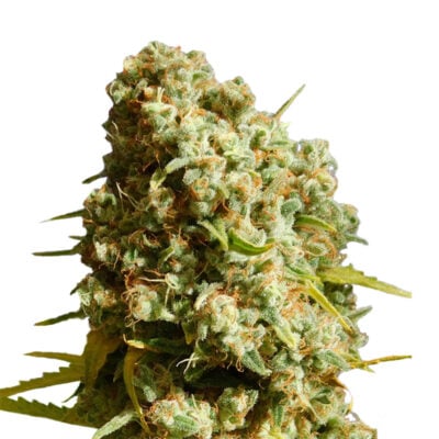 Gorilla Glue 040 Cannabis Samen, Autoflowering Hybrid – CBD040