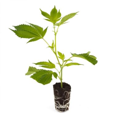 Gorilla Glue 4 – Hanfgarten