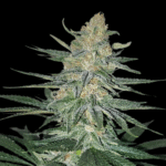 Gorilla Glue Samen Feminisiert
