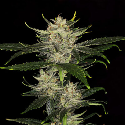 Gorilla King Auto - Kannabia
