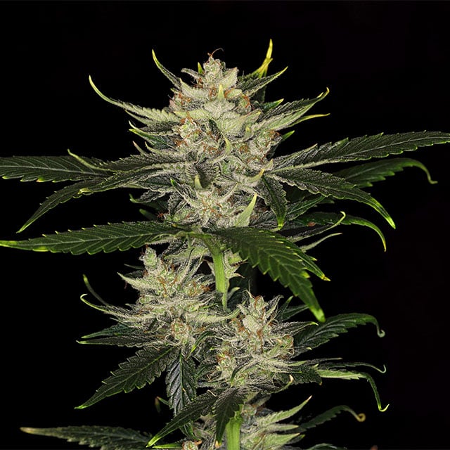 Gorilla King Auto - Kannabia