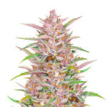 Gorilla Punch Auto
