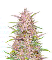 Gorilla Punch Auto - Herbies