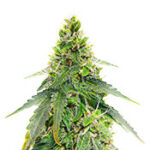 Gorilla Purple Autoflower