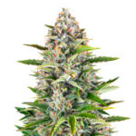 Gorilla Z Auto