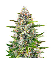 Gorilla Z Auto - Herbies