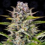Gorilla Zkittlez Autoflowering