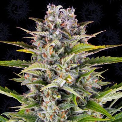 Gorilla Zkittlez Autoflowering - Hanfgarten
