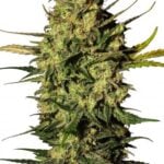 Grand Master Kush Seeds 24% THC