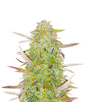 Grandmommy Purple Auto - Herbies