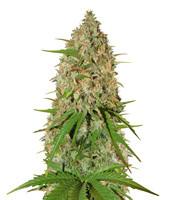 Grapefruit Auto - Herbies