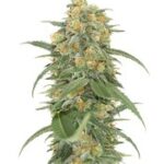 Green Crack 2.0