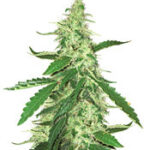 Green Crack