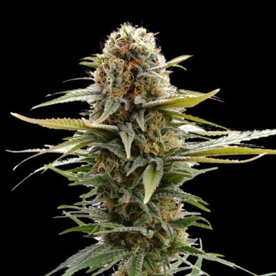 GSC - Kannabia