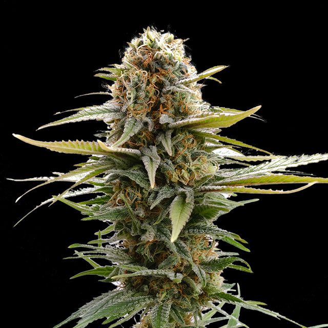 GSC - Kannabia