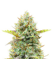 Guava Auto - Herbies