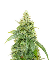 Gummy Skunk Fast Version - Herbies