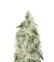 Hash Plant regular - Herbies