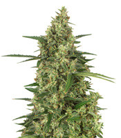 Head Stash Auto - Herbies