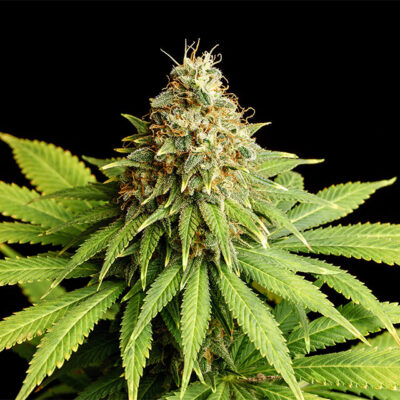 Hellfire OG - Kannabia