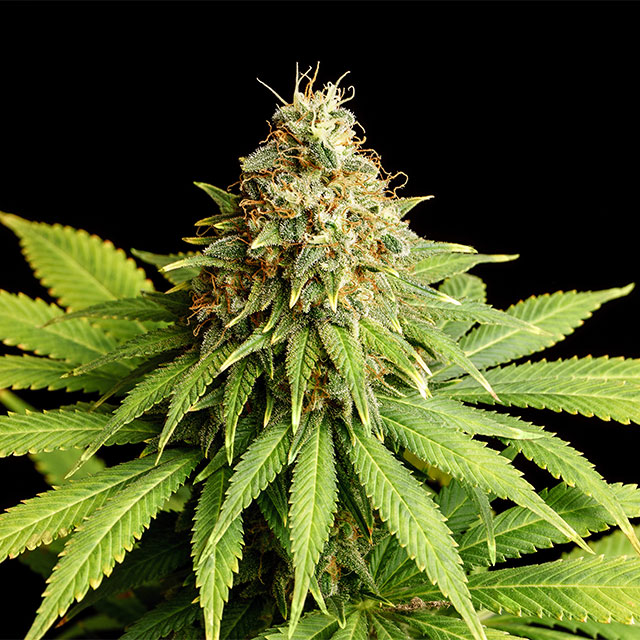 Hellfire OG - Kannabia