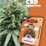 Hercules CBD Genetics - Holy Hemp
