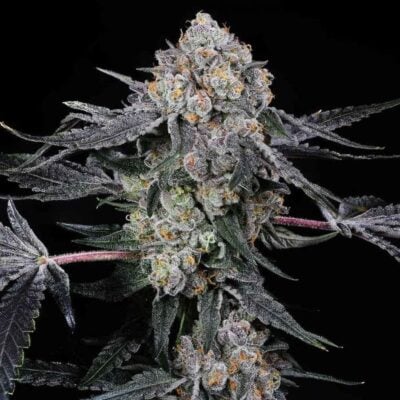 High Society - CBDNOL