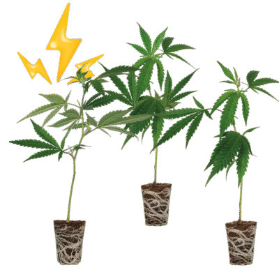 High THC Steckling Set - Lucky Hemp