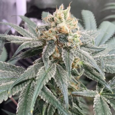 Honey M CBD Samen Feminisiert - Lucky Hemp