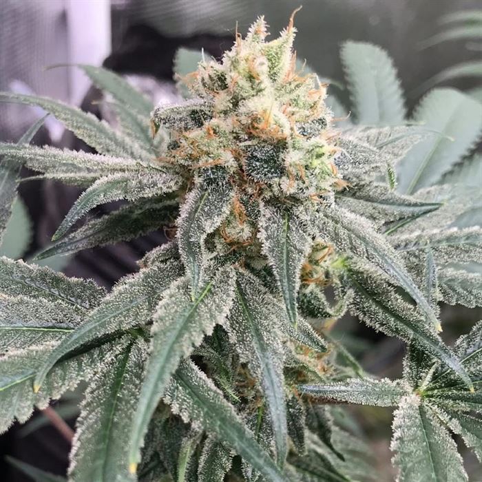 Honey M CBD Samen Feminisiert - Lucky Hemp