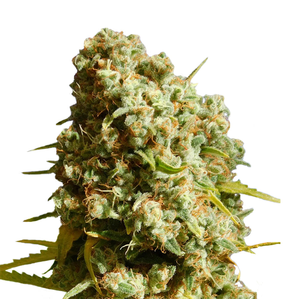 Honey Melon Kush Cannabis Samen Indica Dominant Autoflowering - CBD040