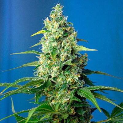 Honey Peach Auto CBD - CBDNOL